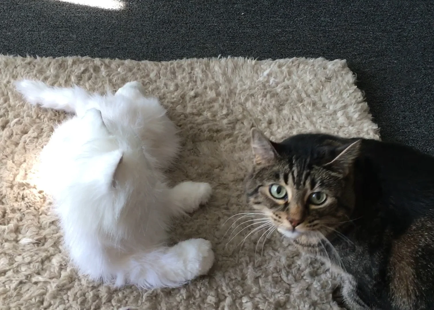CATS REACT TO ROBOT CAT TO PHOTOSHOP0.jpg