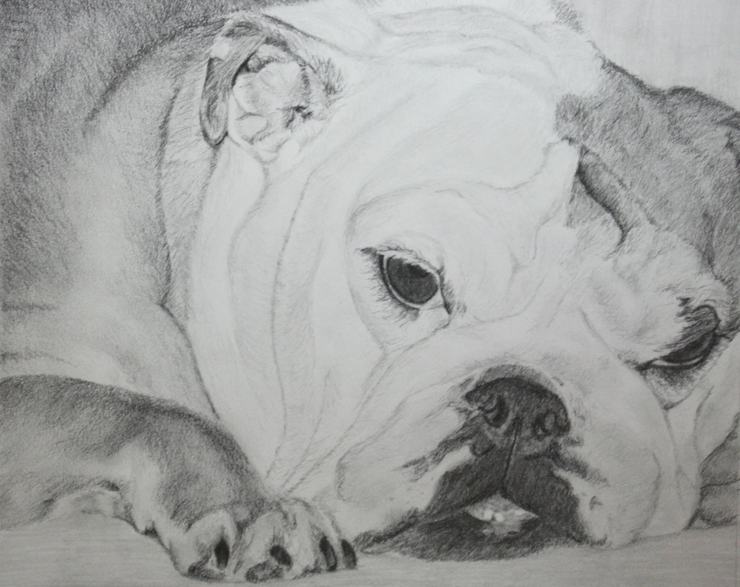 Sleepy Bulldog