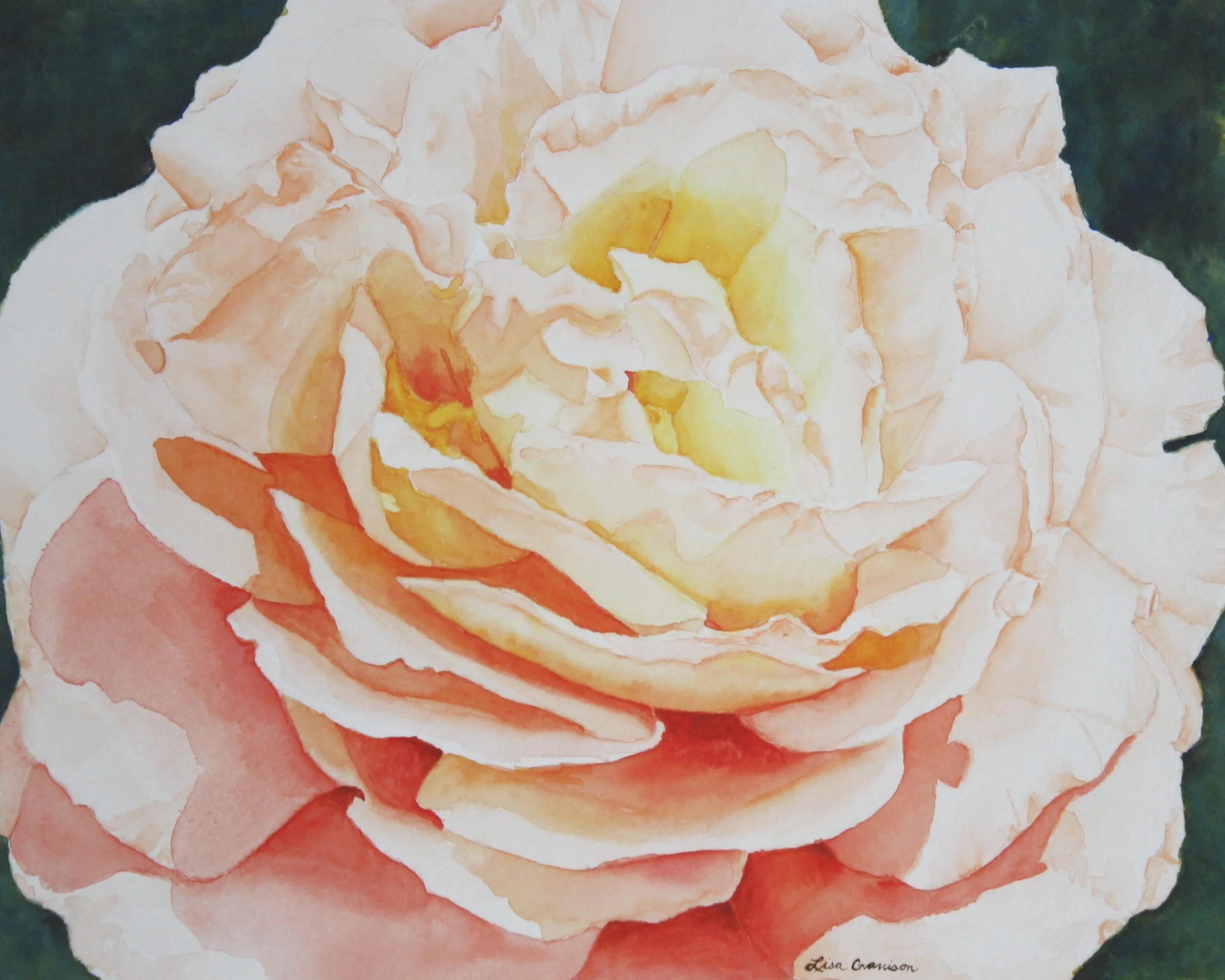 Primary Rose