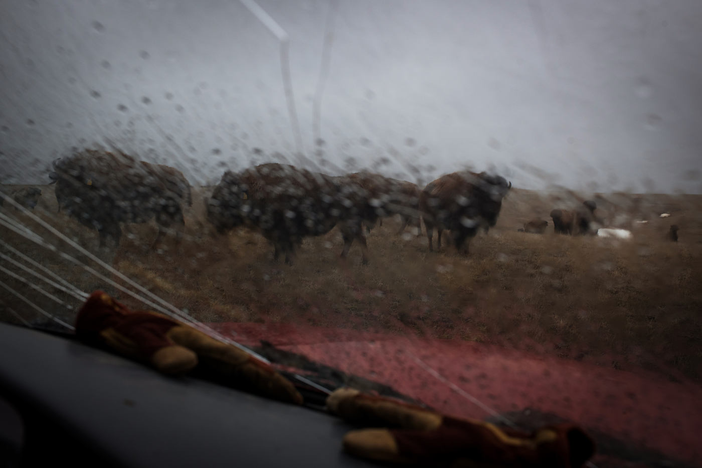  45º19'04.0"N, 102º10'43.9"W. 120 miles from the nearest McDonald's. A small number of America Plains Bison are seen through the cracked windshield of rancher Jamie Hepper's pickup truck in Meadow, SD on April 12, 2018. Hepper is a third-generation b