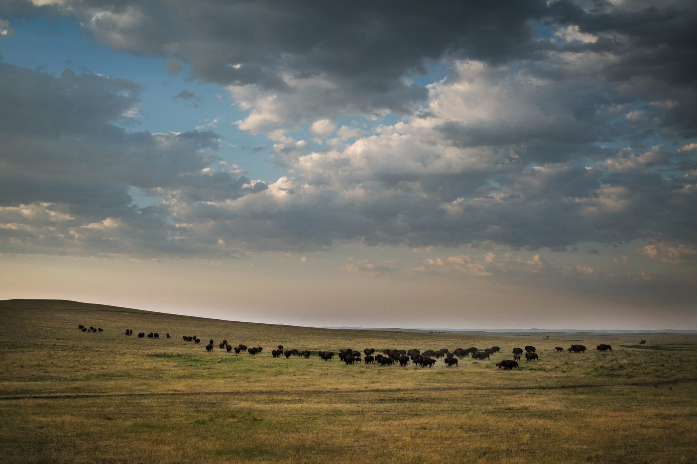  45°18'29.7"N 102°11'30.3"W. 117 miles from the nearest McDonald's.  A herd of American plains bison, or buffalo, run across the rolling landscape of Jamie Hepper's ranch between the towns of Meadow and Faith, SD in 2017. Buffalo, which were historic