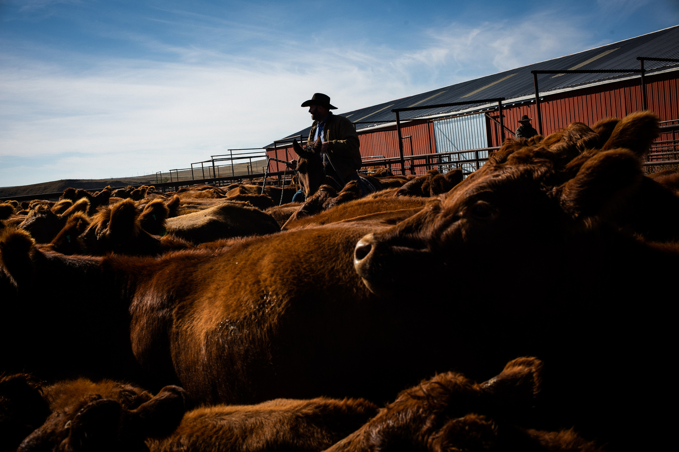  Weaning calves and giving fall shots on the Besler ranch in Bison, SD. 