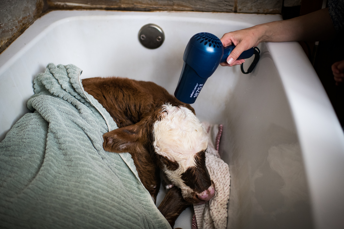  45°32'31.2"N 102°29'52.2"W. 110 miles from the nearest McDonald's.  Eliza Loughlin blows a hairdryer over the cold and wet fur of an hour-old calf born in the middle of a blizzard and brought in to the family bathtub by her husband Max Loughlin in B
