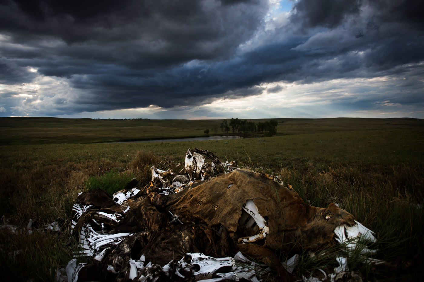  45°31'52.6"N 102°07'55.2"W. 123 miles from the nearest McDonald's.  A bone pile is stacked high on Audrey Lorius' family ranch about 5 miles outside of Meadow, SD. Lorius has 150 head of cattle, numbers built up through hard work to build up her fam