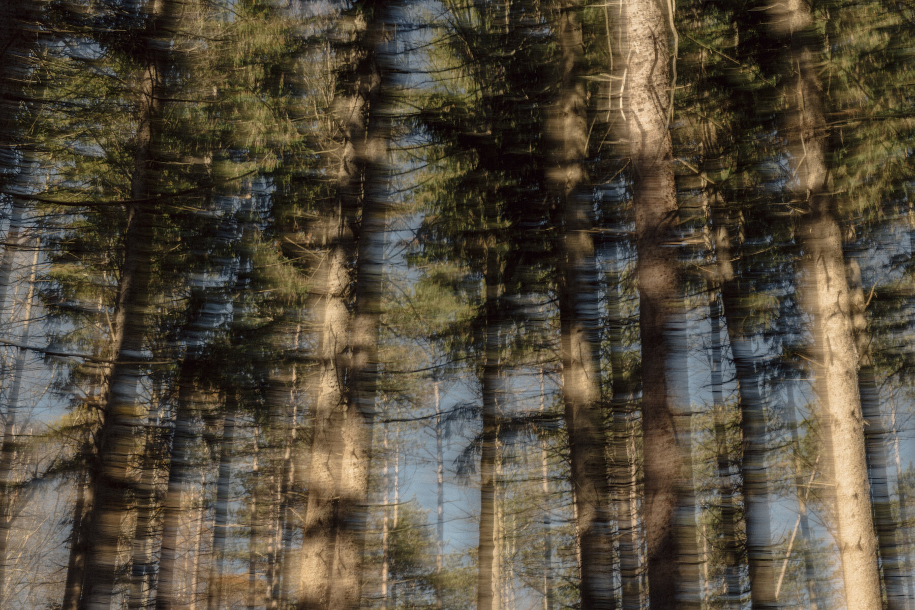  White pine trees stand in some of the 23,000 acres of forest owned by Bethlehem Municipal Water Authority land in Kunkletown, PA. Originally land purchased by Bethlehem Steel and preserved to protect it’s water source in the Bethlehem Reservoir, the