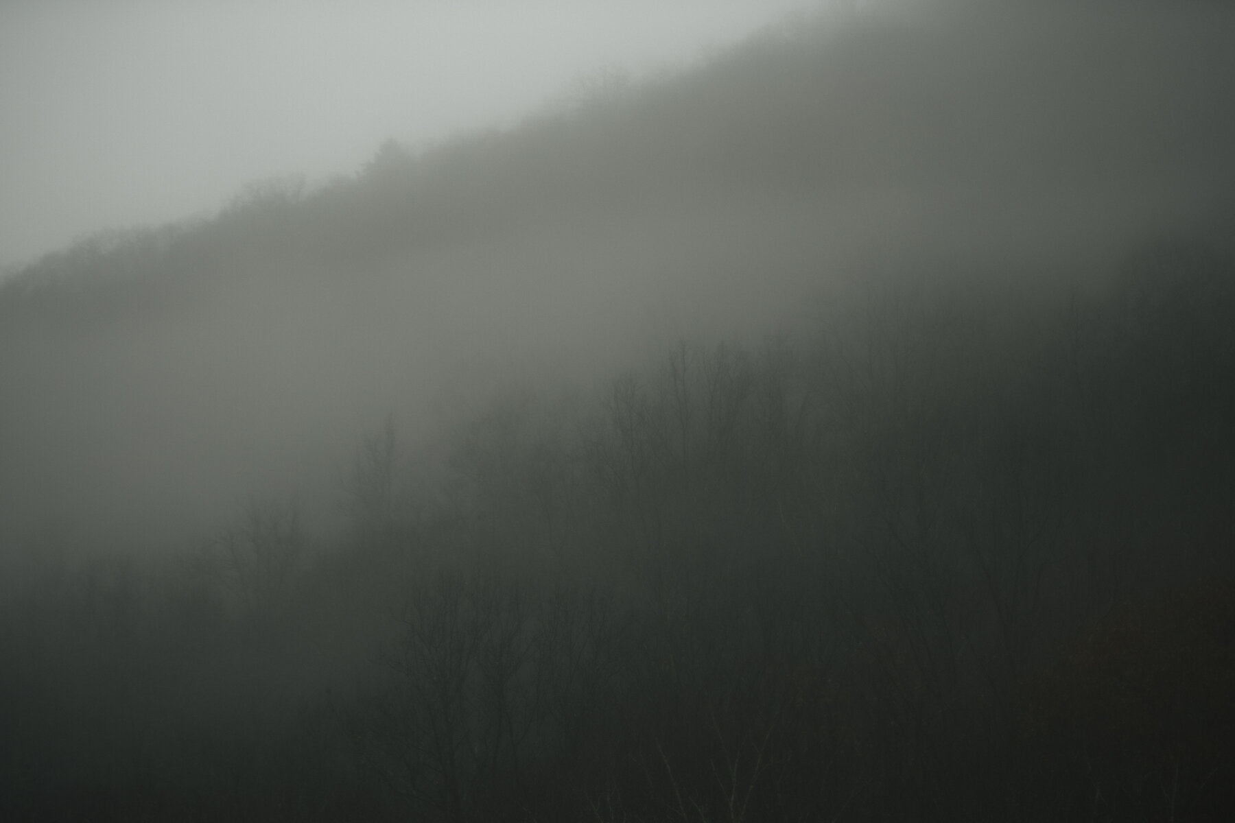  Trees seen through the fog on Pennsylvania Highway 44 east of Hyner, PA. 