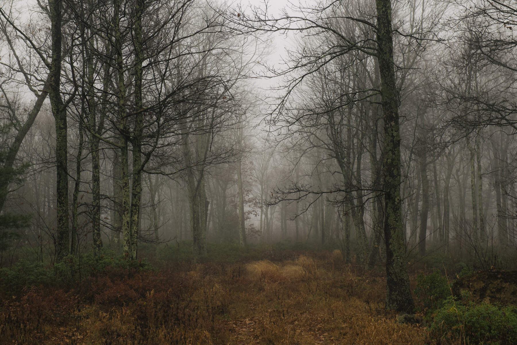  A stand of trees through the thick fog along the Middle Mountain Overlook Trail at TheNature Conservancy’s West Branch Forest Preserve in Lock Haven, PA. 