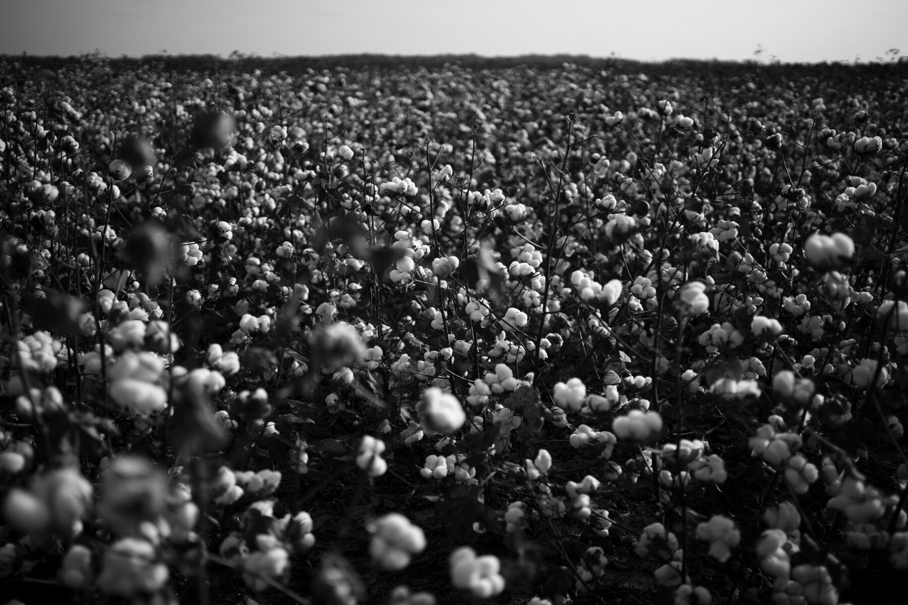  Defoliated cotton plants sit in a field awaiting harvest south of Lambert, MS. 