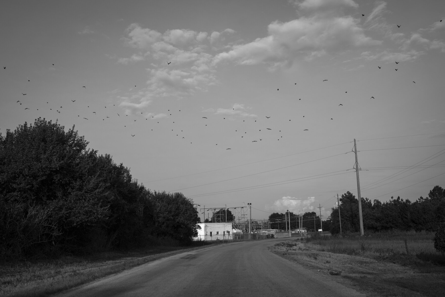  Birds fly over a rural road south of Marks, MS. 