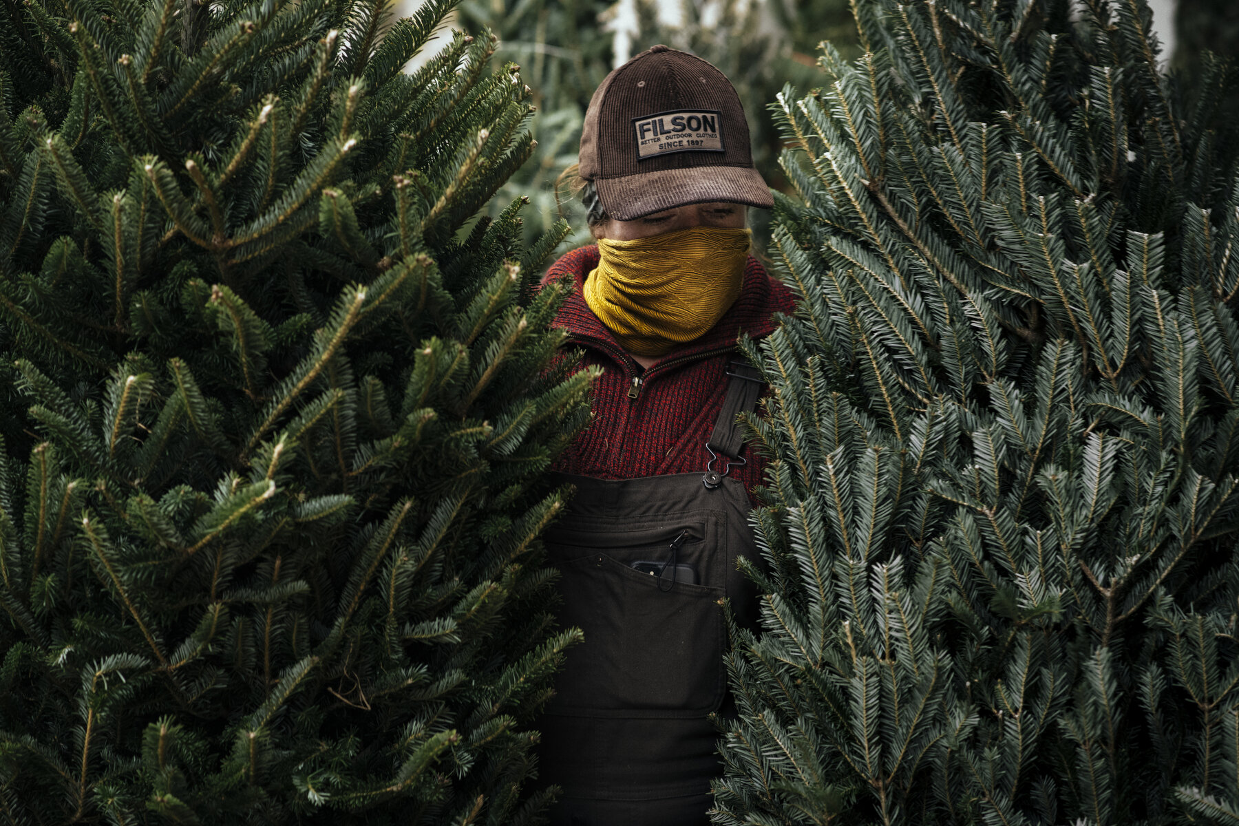  Emily Mullen moves trees in the early morning at her stand on 3rd Avenue and East 84th Street on the Upper East Side of Manhattan. 