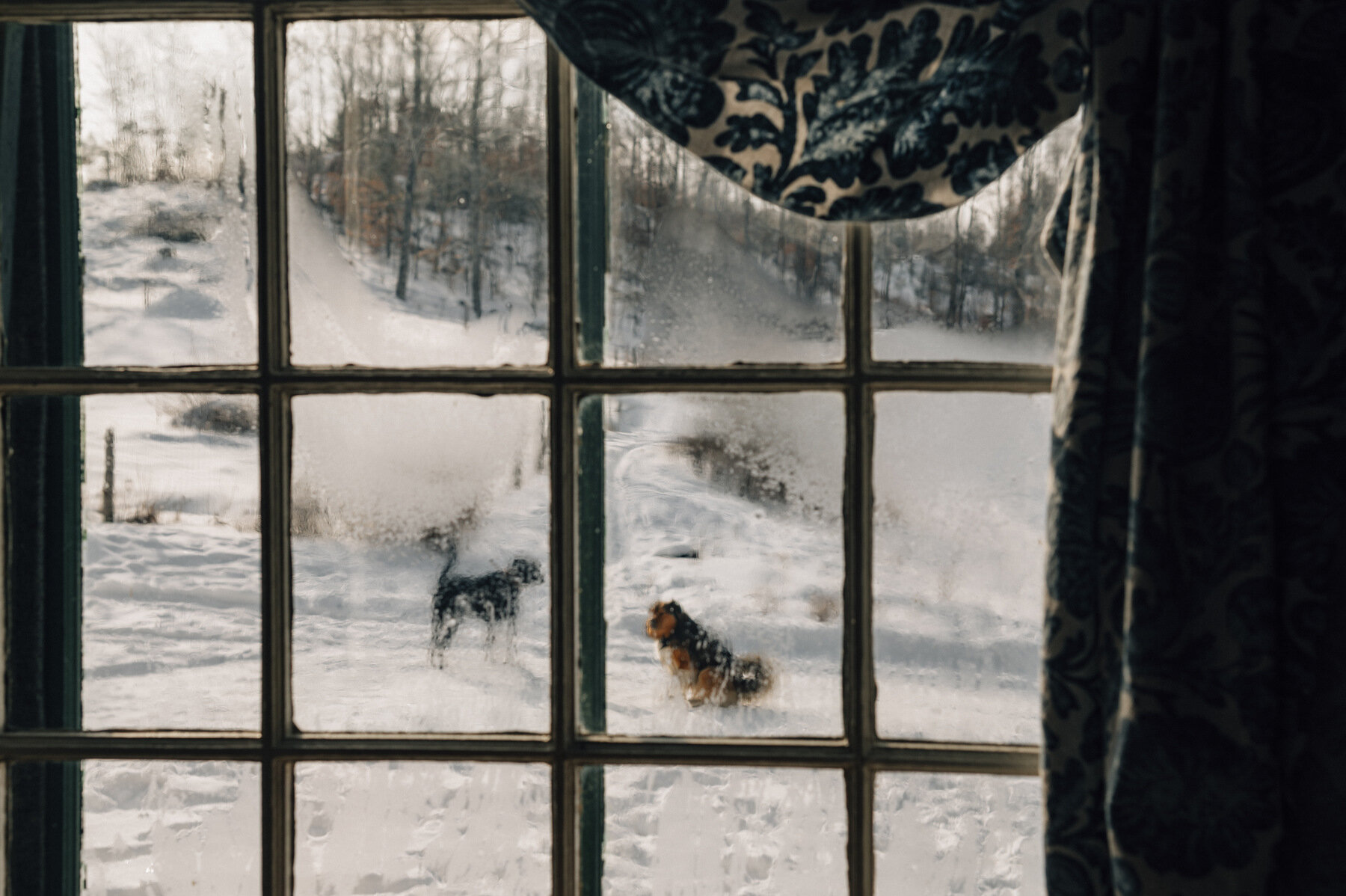  Dogs outside a frosty window of the Burroughs-Hebb-McClintock farm built circa 1810 in Newbury, VT 