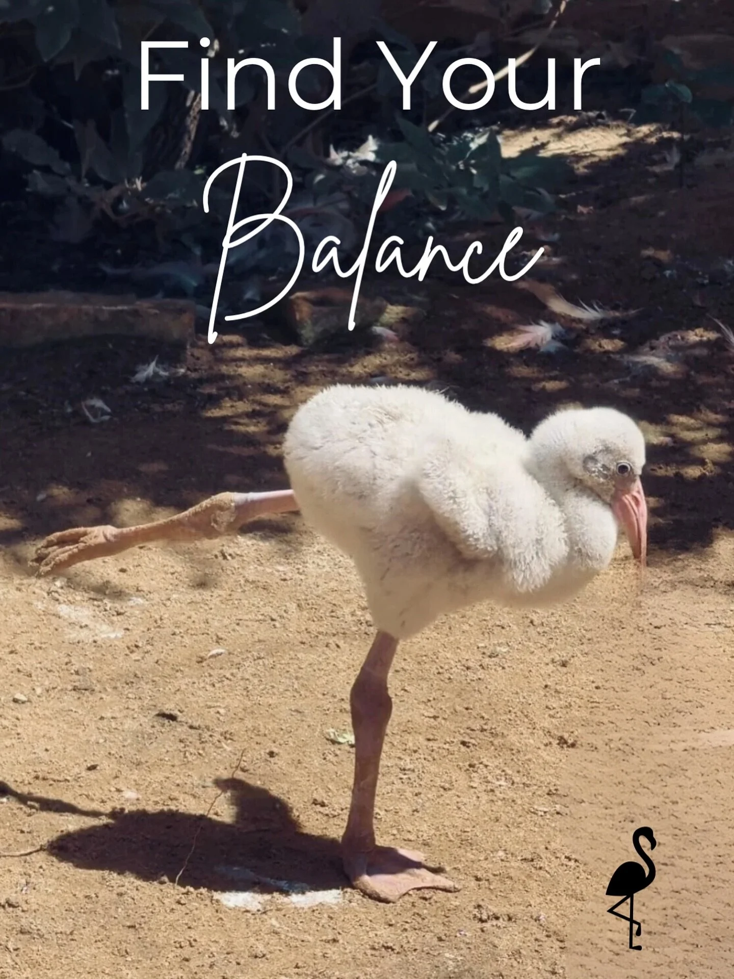 Finding balance this Sunday 🦩
With school back in session, life feels a little busier for everyone. Take a moment today for YOU&mdash;breathe deep, relax, and plan for the week ahead. ✨

A little self-care now sets the tone for a stronger, more bala