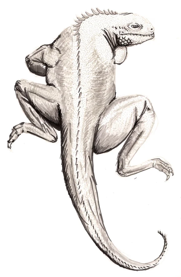 Iguana Ennui