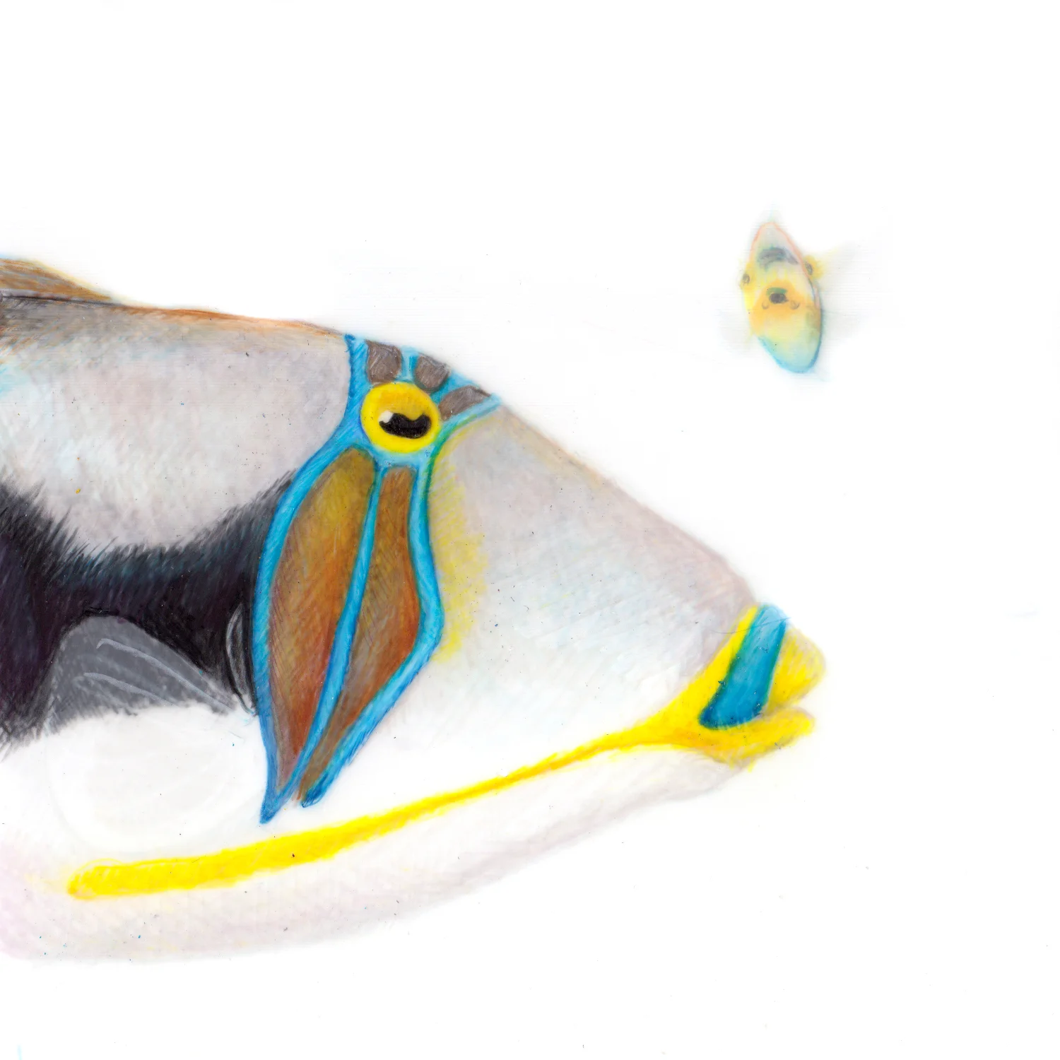 Rhinecanthus aculeatus . Prismacolor on mylar film.