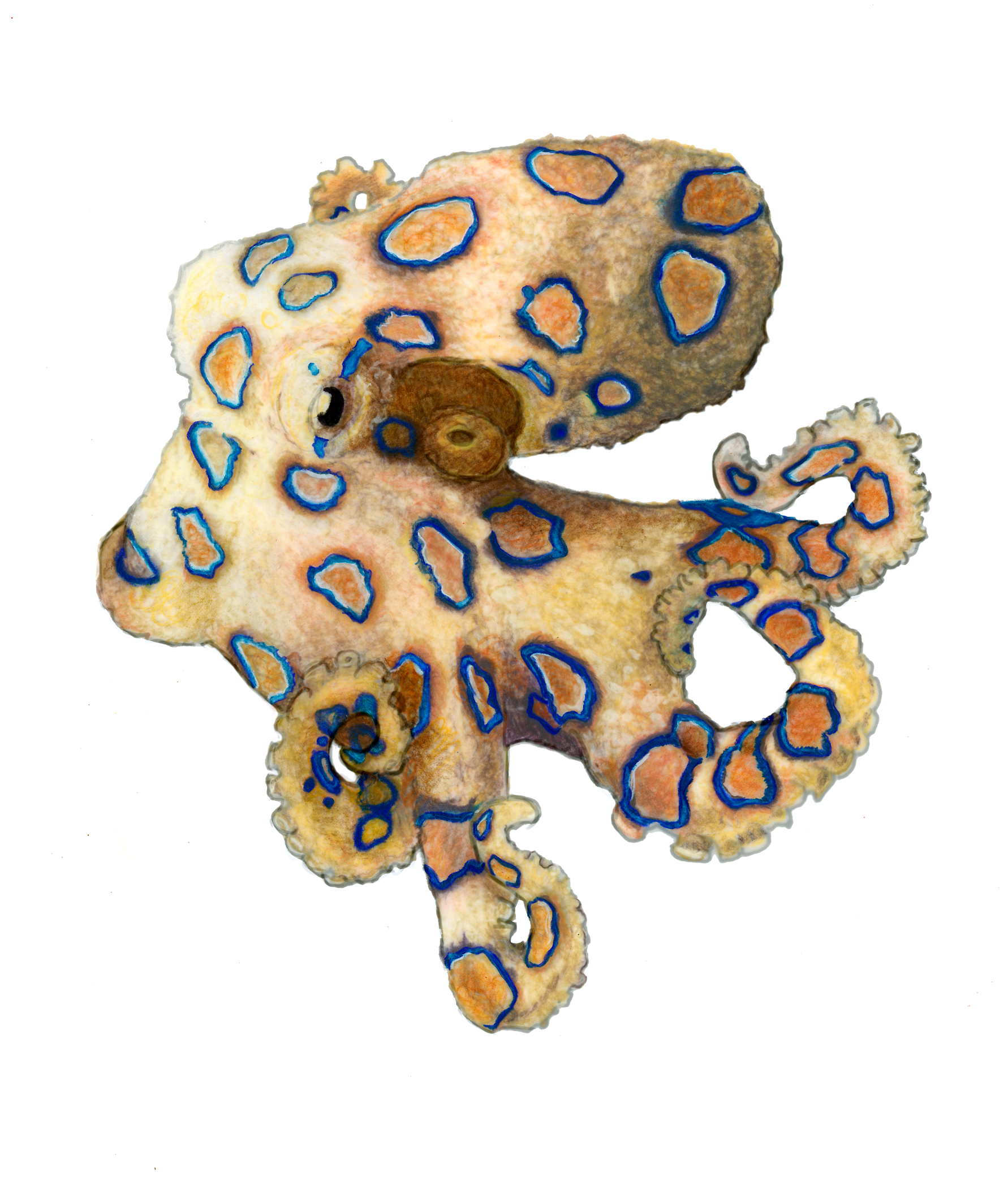 Blue Ringed Octopus