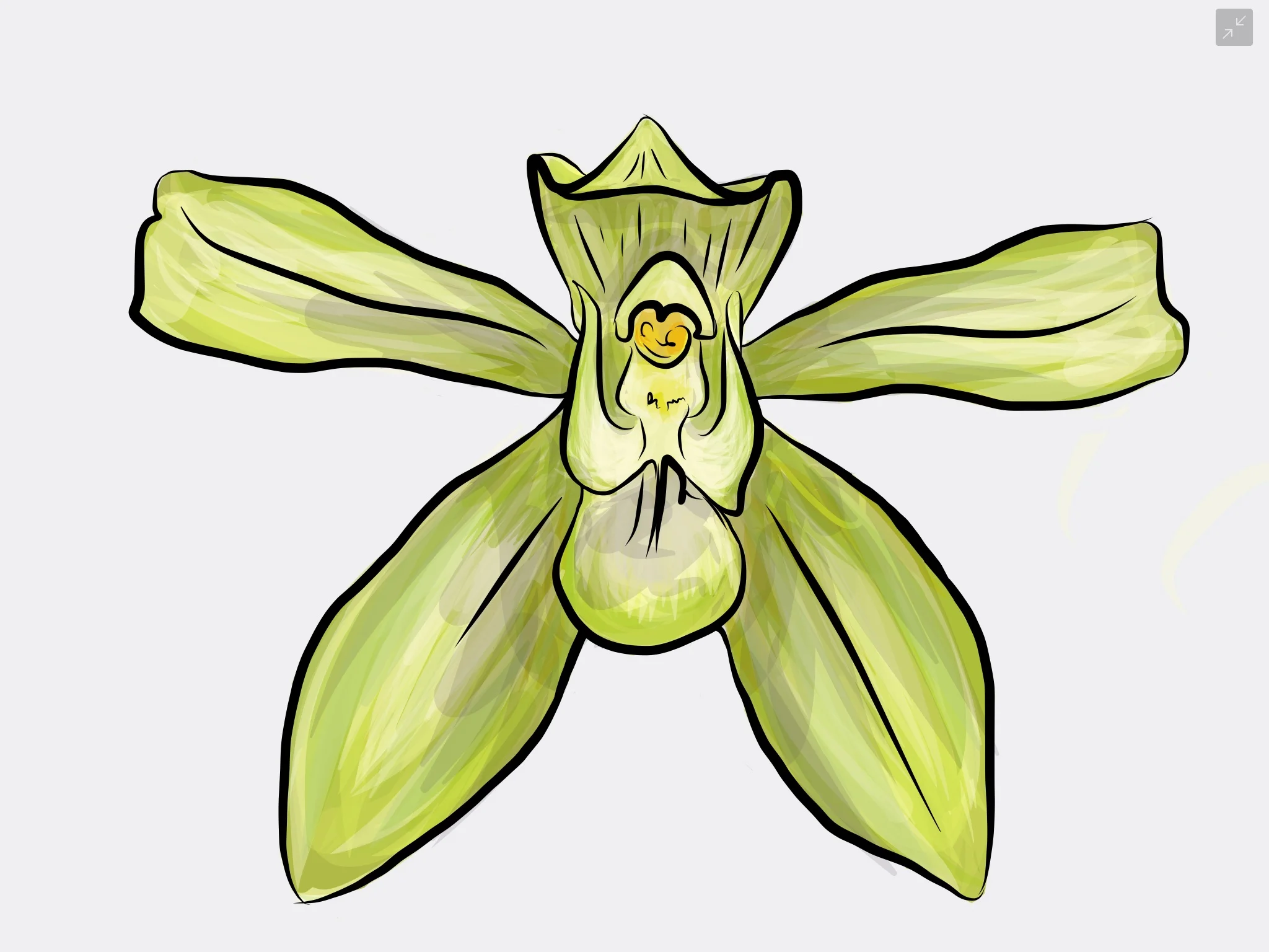 An orchid I saw on my recent trip to an orchid nursery here in Chicago! It was amazing and I have enough reference photos that I'm planning to do a series of orchids soon! 