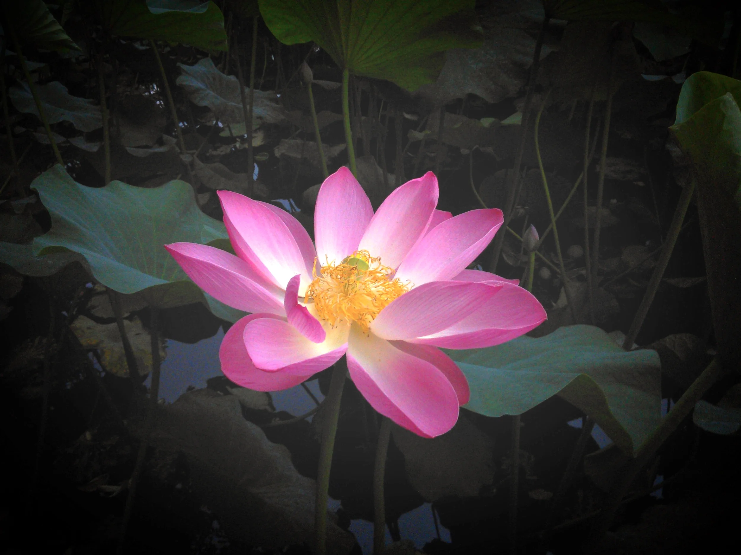 WP_001017.jpg