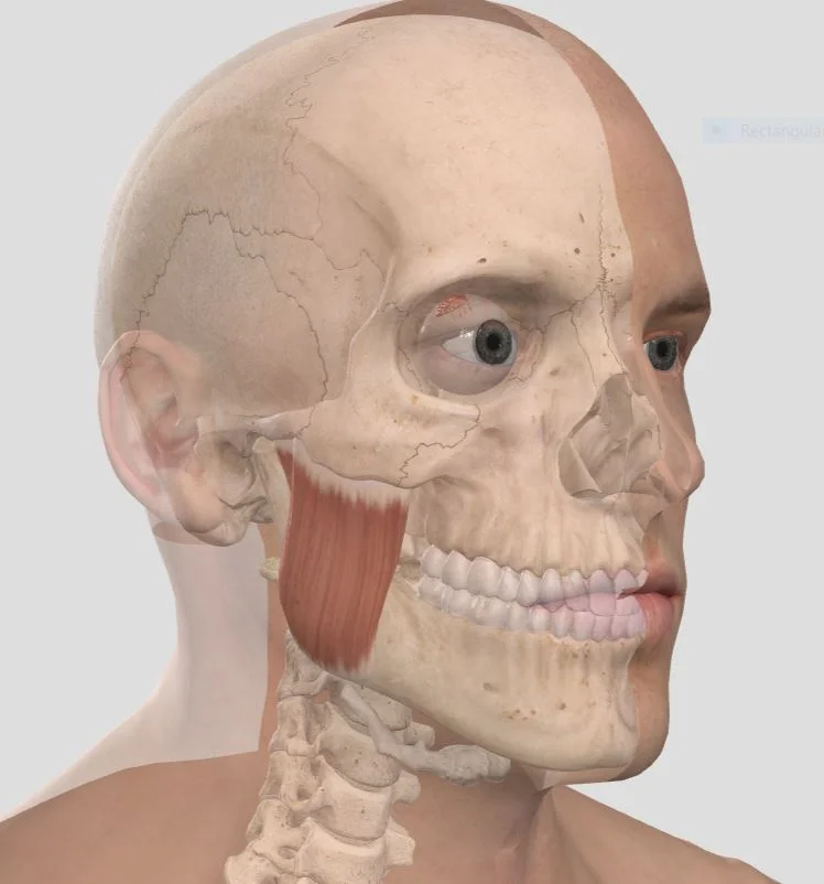 Masseter.JPG