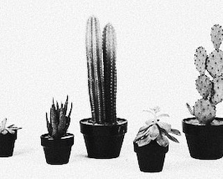 Plant companions ☞ ideal for good times, ideal for good fun 🌵