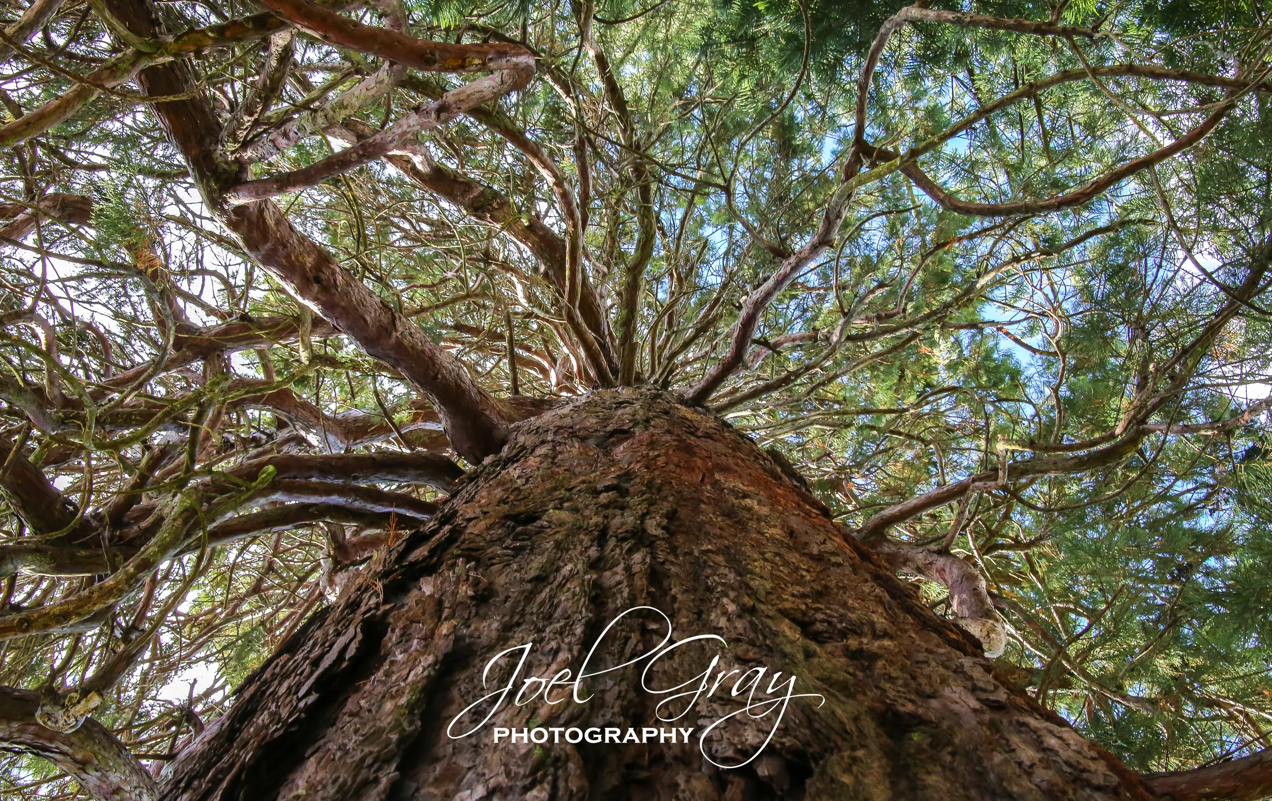 The Tree - New Zealand