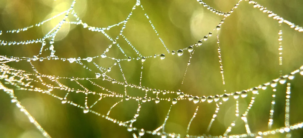 web.jpg