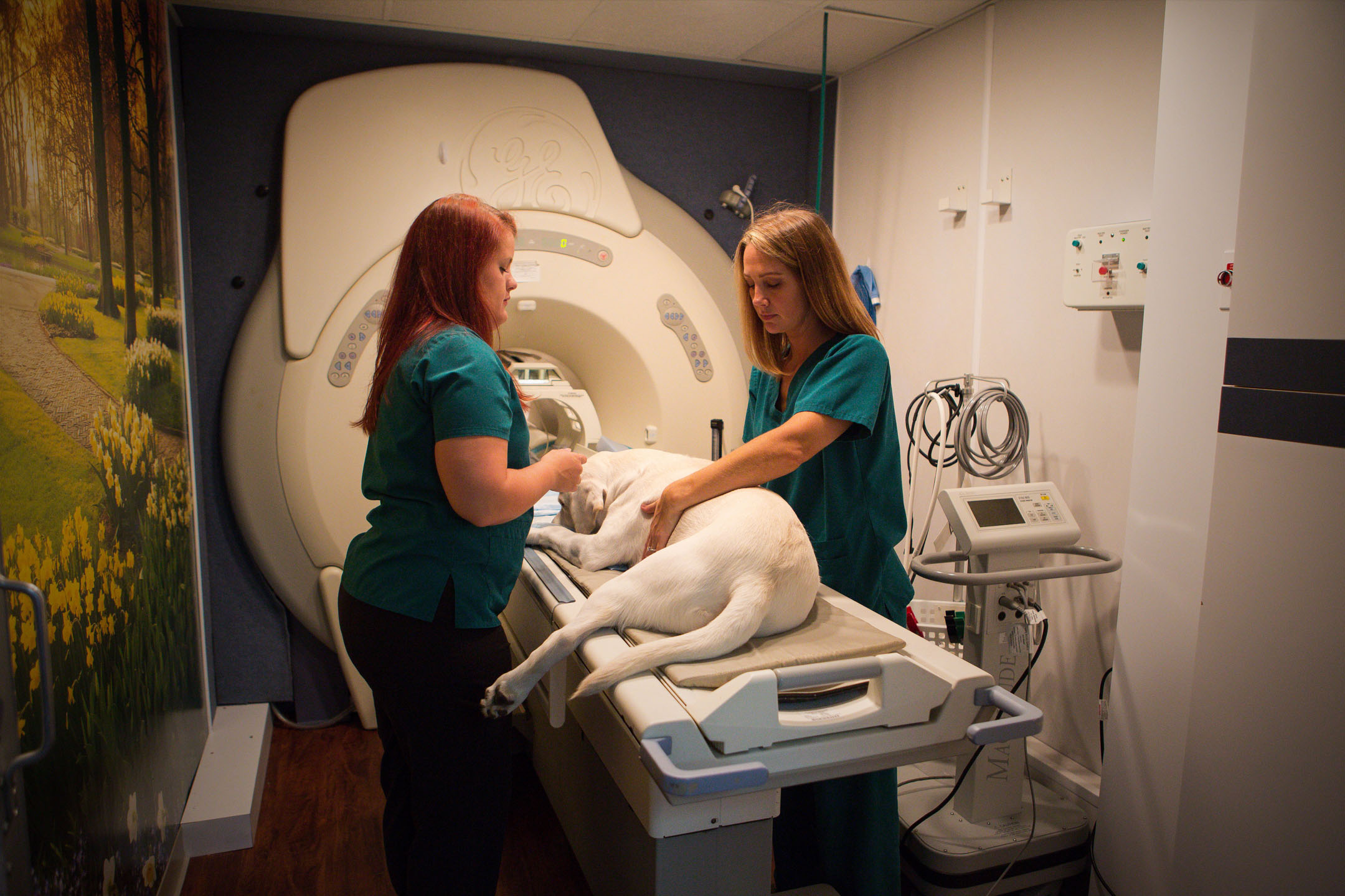   MRI   The most advanced device that is exclusively for veterinary use in the entire coastal region of Georgia and South Carolina    Learn More  