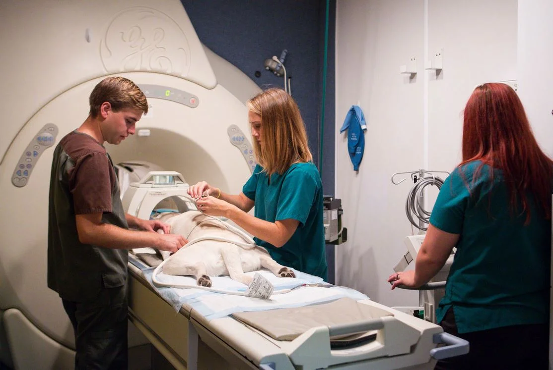 What is a Veterinary Specialist?