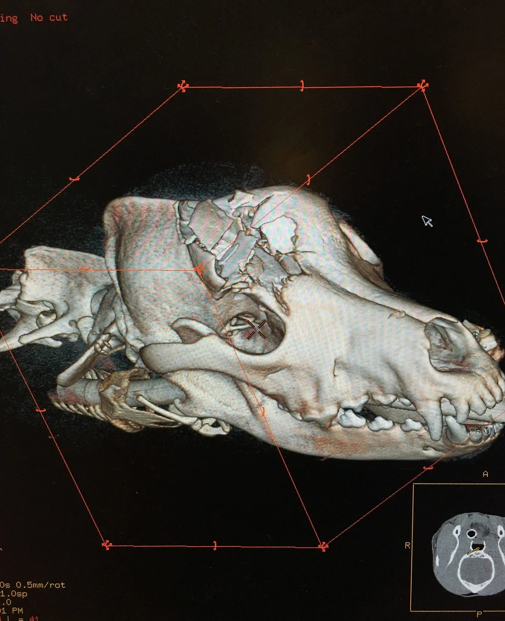 What is a Veterinary Neurosurgeon?