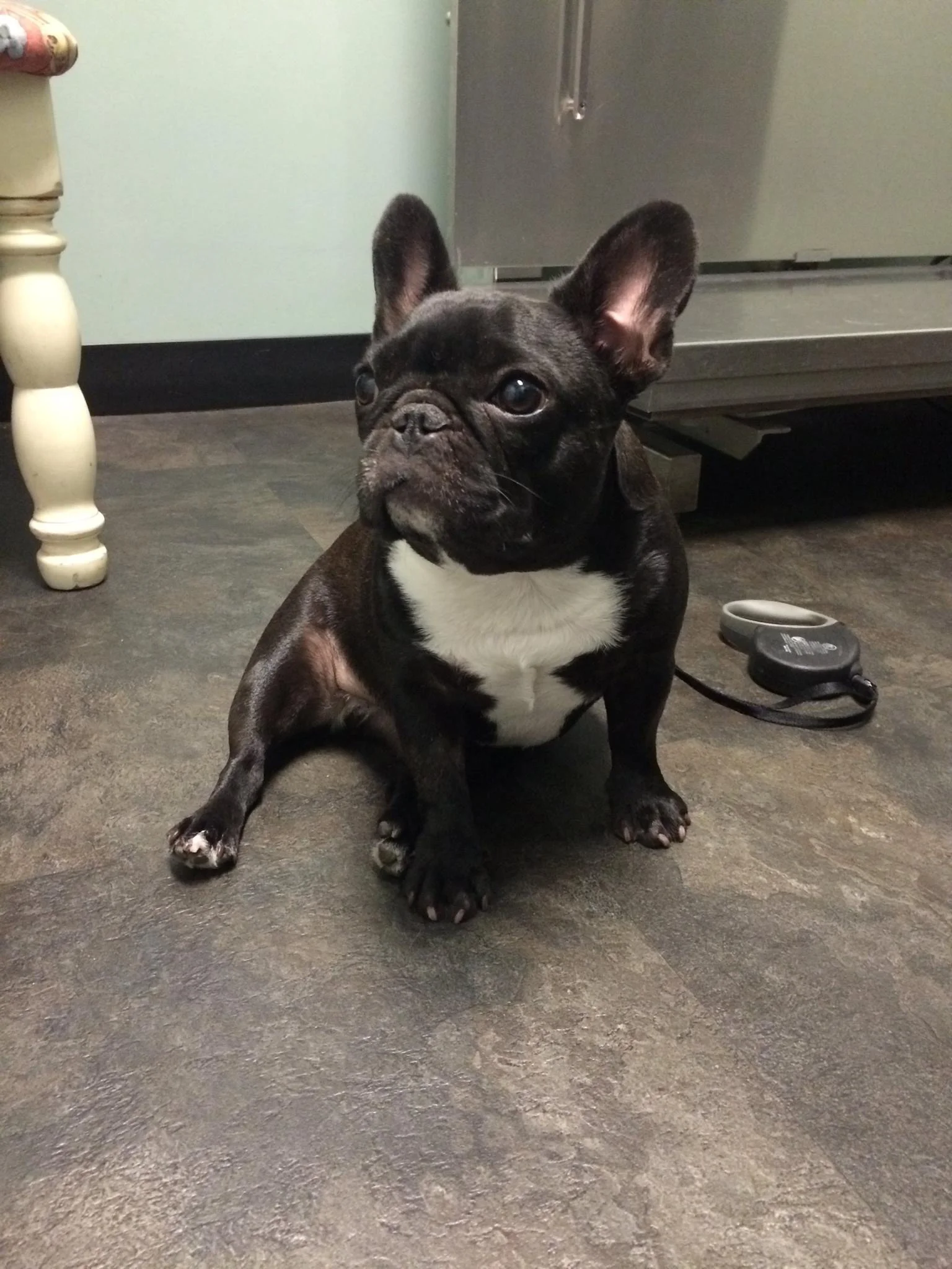 What is a Veterinary Neurologist?