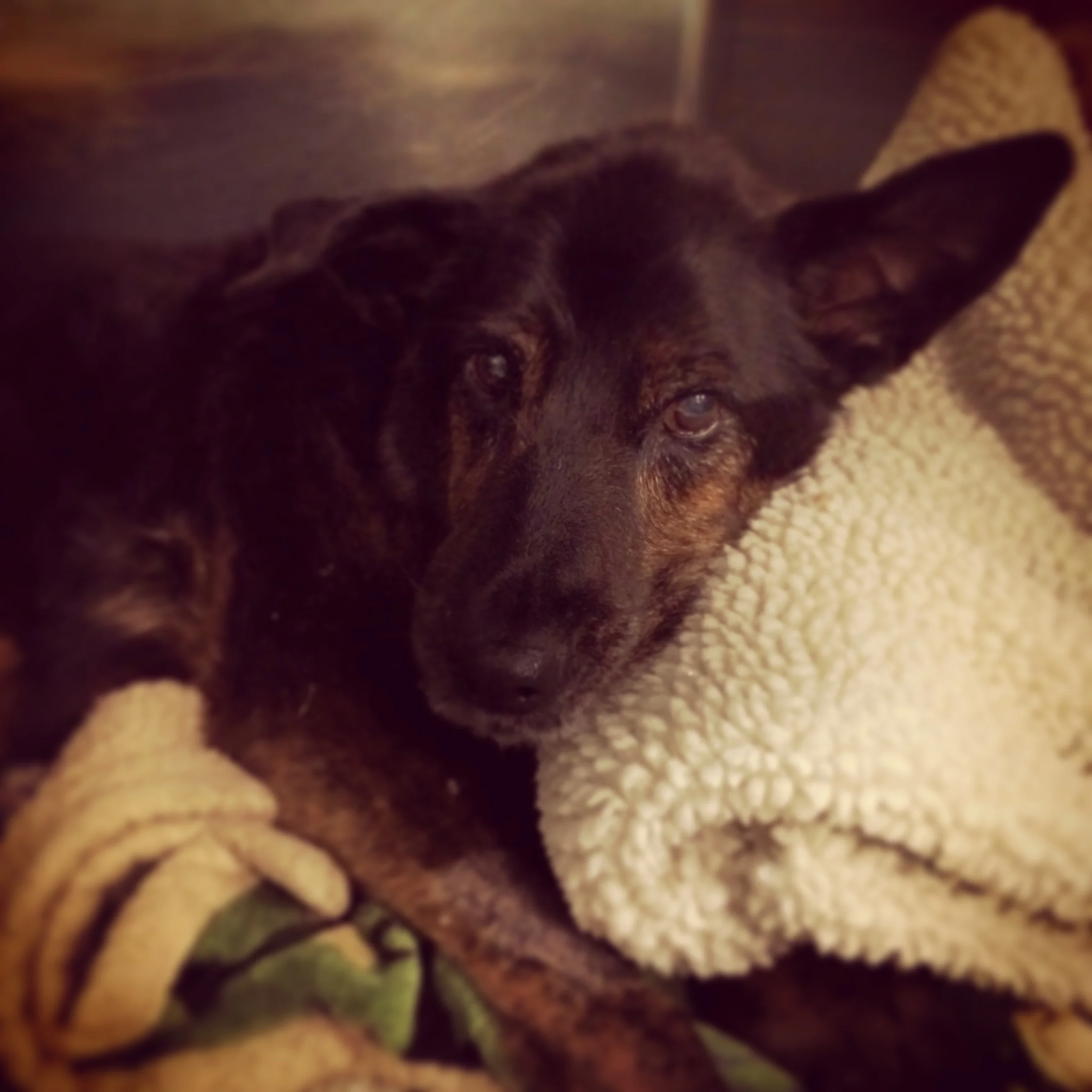 How does LOVN work with my regular veterinarian?