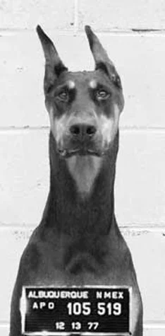  Guilty as charged ... Dobermans are the most common breed to be affected by DAWS....