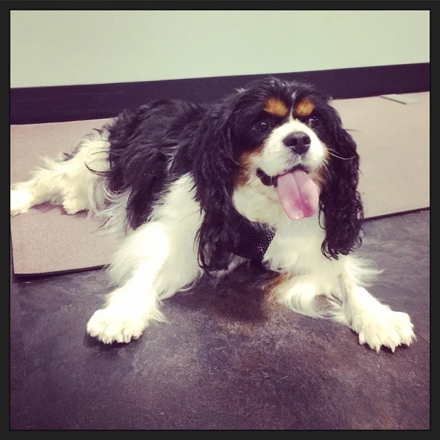 What is Chiari Malformation (COMS)?