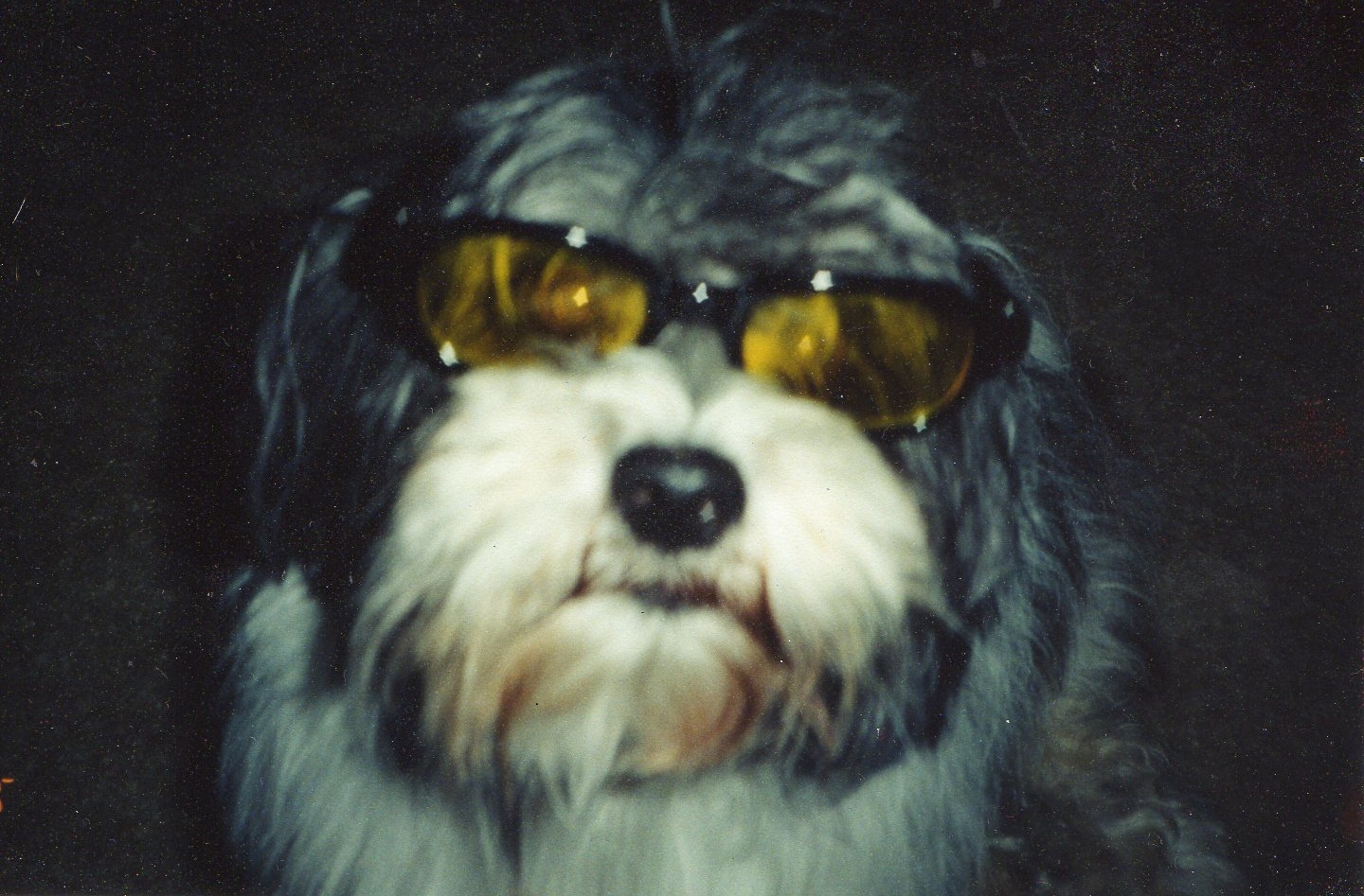 Professor Stout Scout in his prime ...