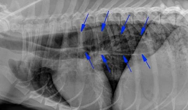 A radiograph (X-ray) of a dog with generalized megaesophagus. The blue arrows show the outline of the dilated esophagus.
