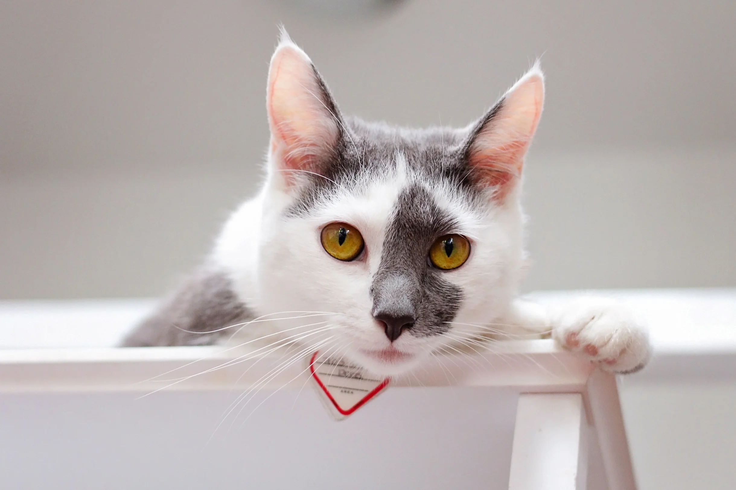 Moving to D.C. has Ishmael wondering if he should get into politics. 