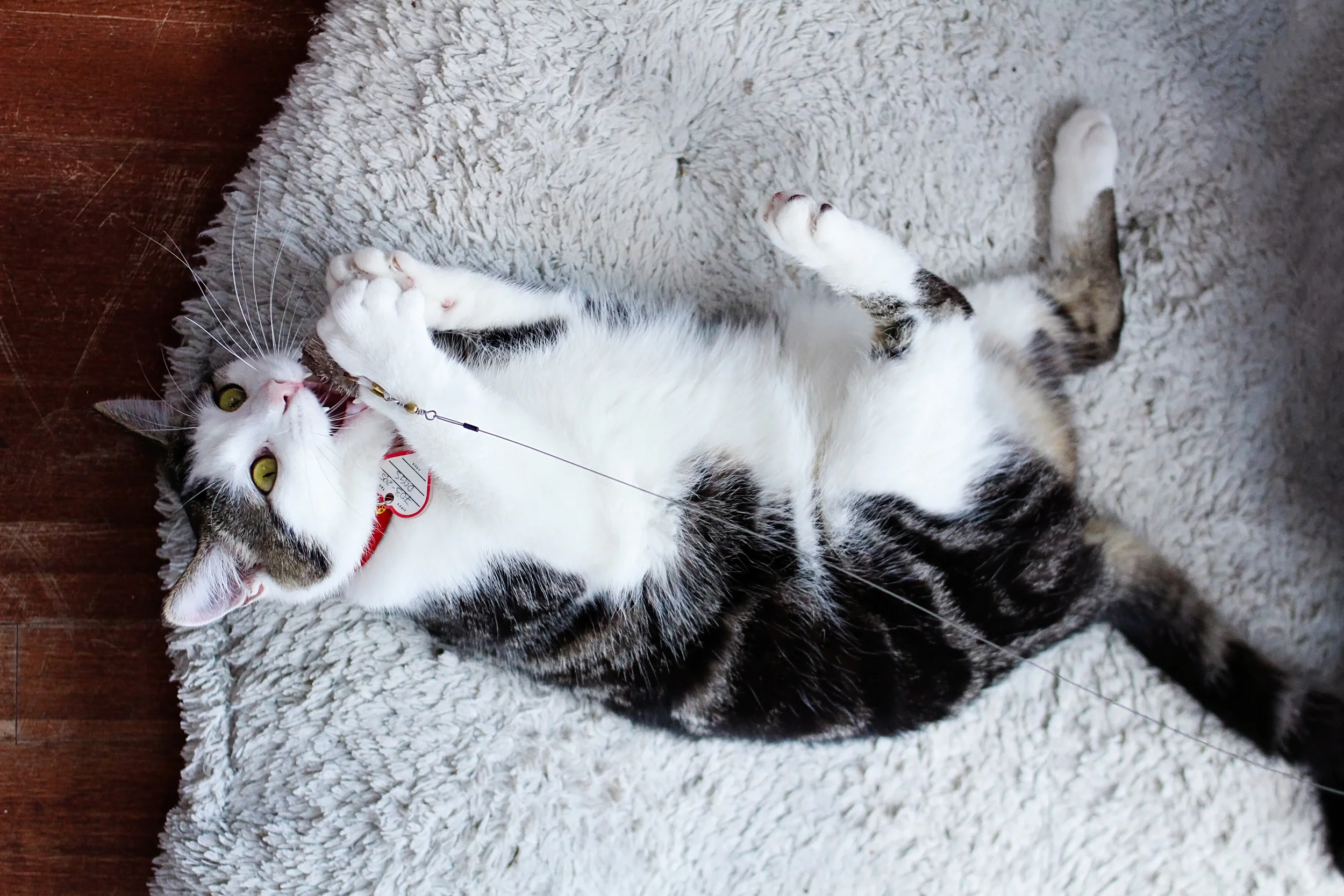 Ahab takes a break from his writing to get in some play time with his mouse toy.