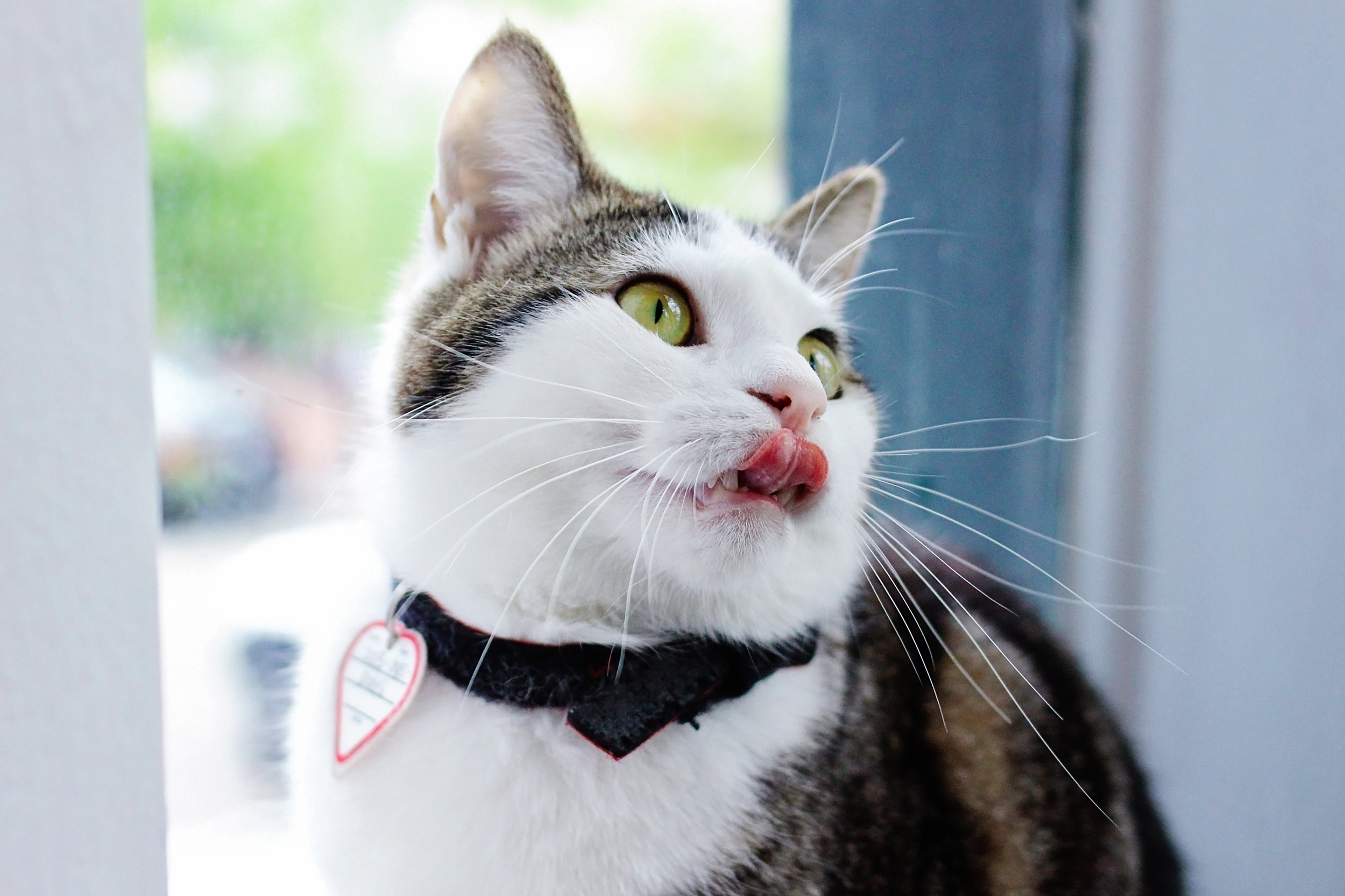 Thinking about those treats.