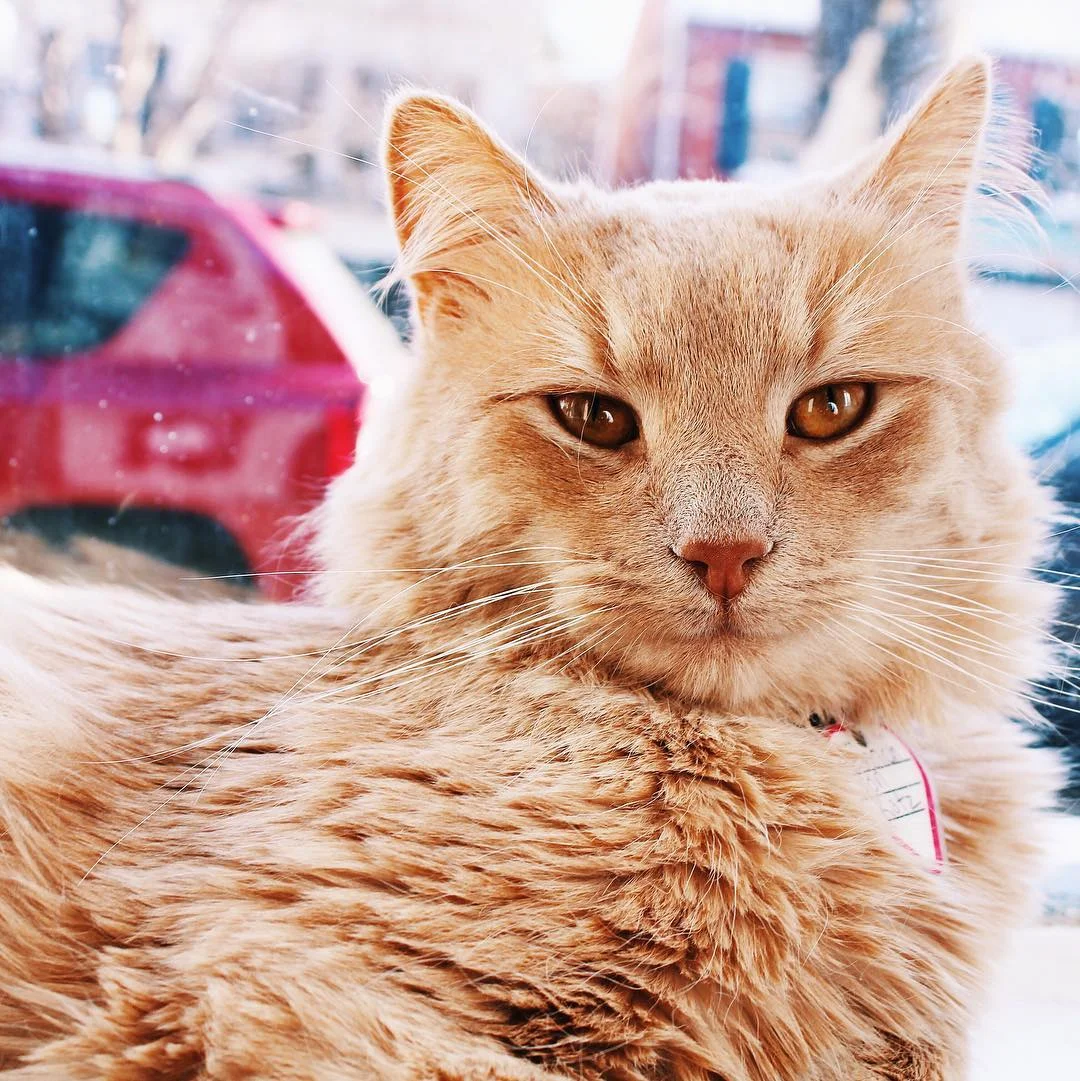 Heinrich doing what Heinrich does best...being beautiful.