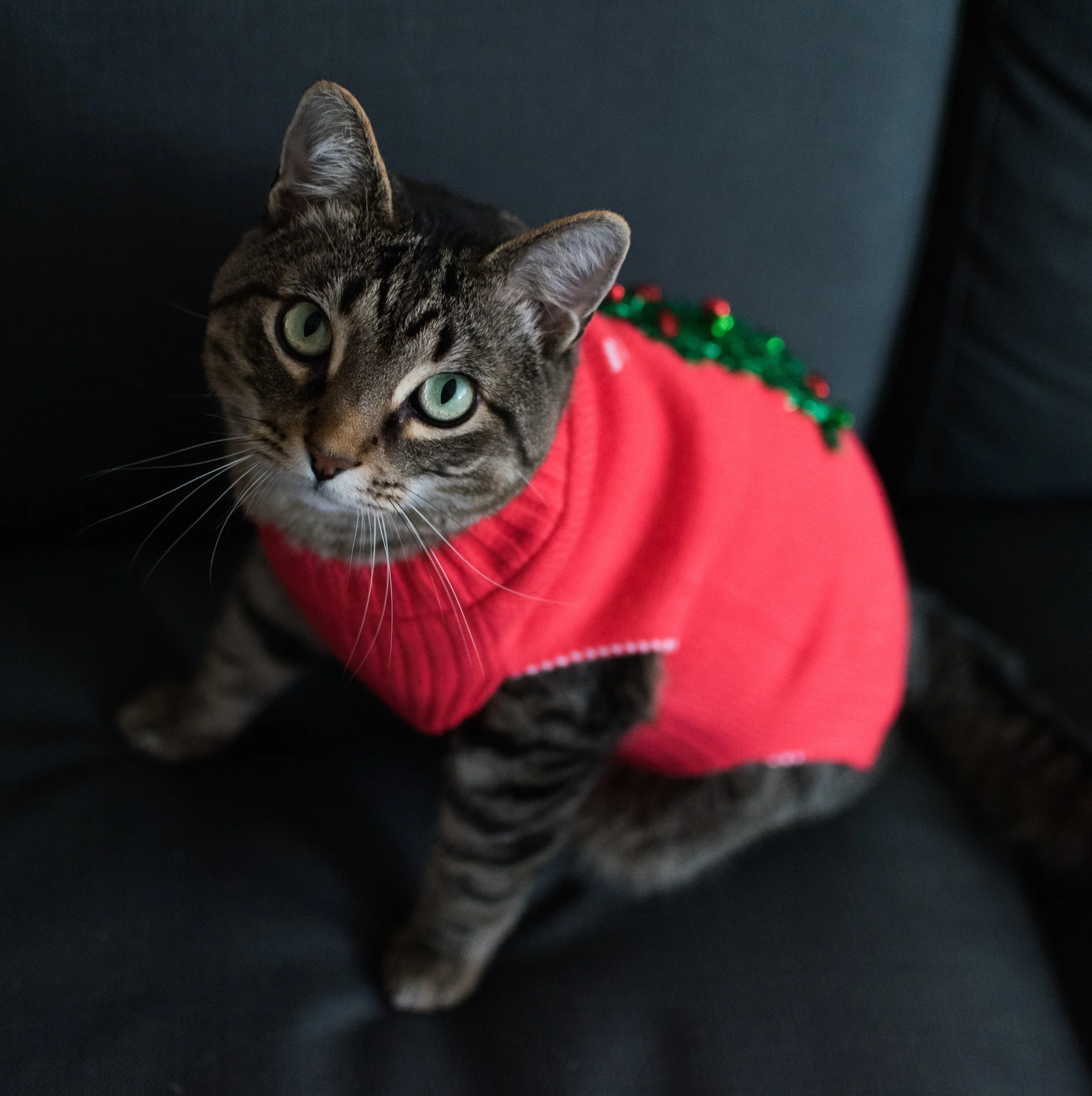 (Charlie poses for the annual December holiday card – not bad for his first time!)