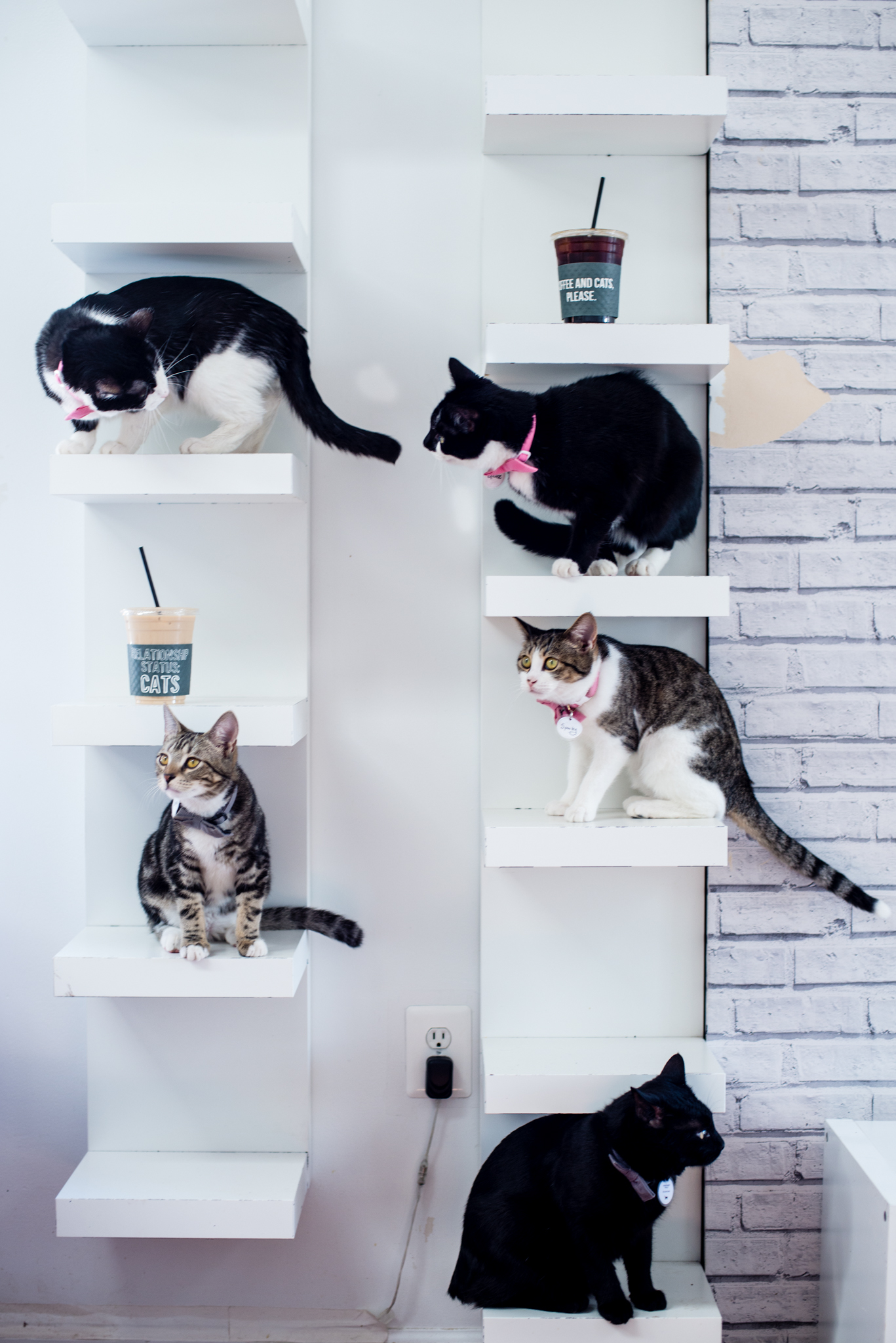 Crumbs Whiskers Cat Cafe Kitten Lounge Blog