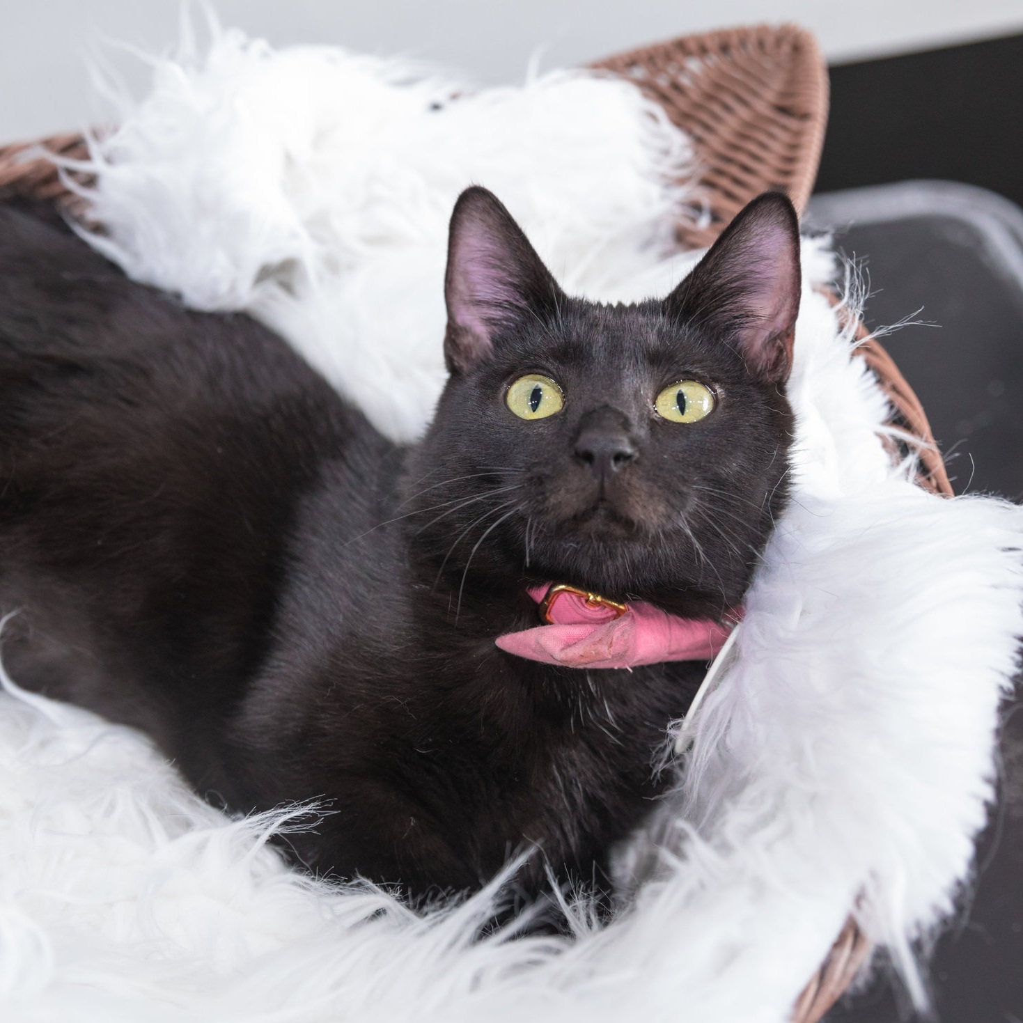Crumbs Whiskers Cat  Cafe  Kitten Lounge  Adopt  LA 