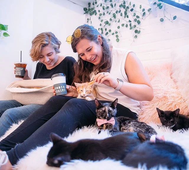 Kittens have this magical way of making everything in the world alright. 🥰 When you live in a big city like LA and DC, it can be difficult to get away from the hustle around you. Luckily, the kittens and cats are here to help you escape from real life for a moment. 💕 Whether you need a break from the stress of work, or you just want to cuddle with a loving animal between your errands, there is never a bad time to spend with rescue kittens. 😻 Head to our Instagram stories to meet some of our newest DC kittens!
A D O P T E D
L O C A T I O N: D C #visitDC #travelguide #dcist #crumbsandwhiskers #catcafe #cwalumni #thekittenlounge #kittenlounge #kittenloungedc #washintondc