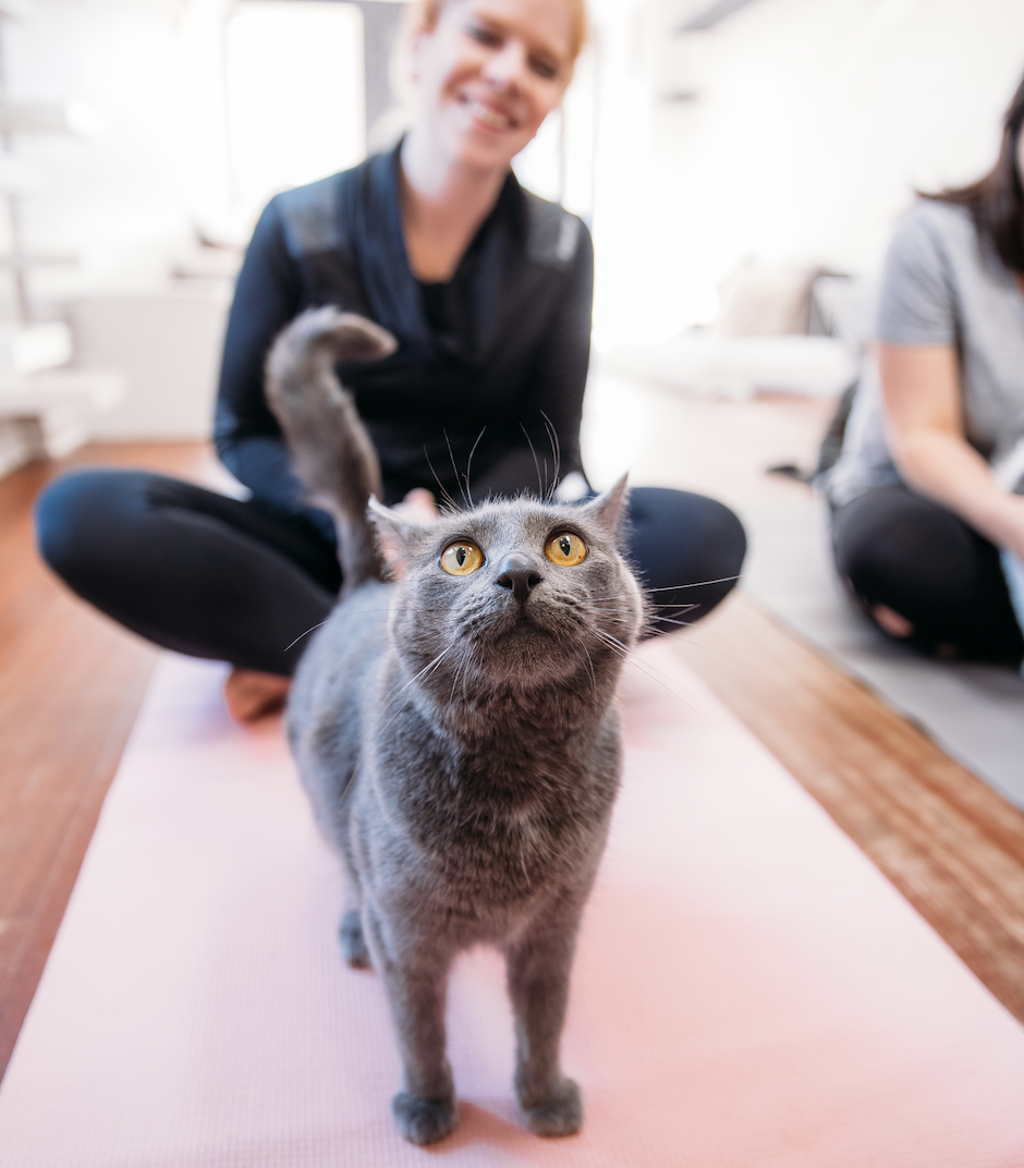 Cat Yoga.png