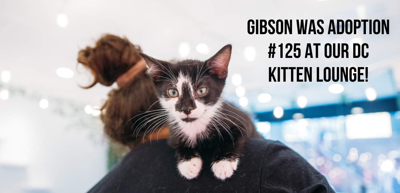 Chewy was adoption #412 in Los Angeles! (1).png