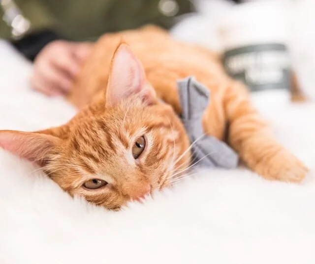 Orange Kittens For Adoption / Adopt A Cat Paws Chicago / Our counselors