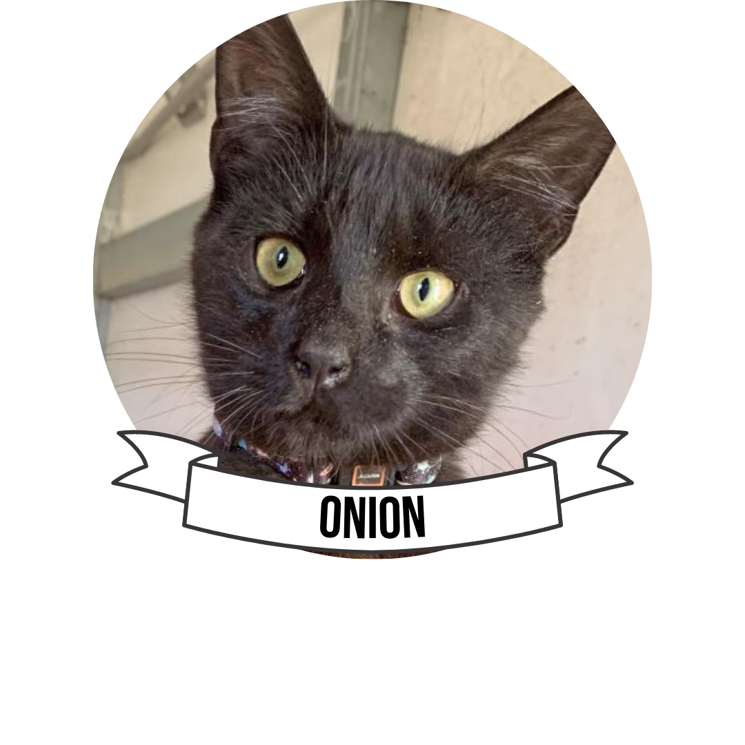 onion cat