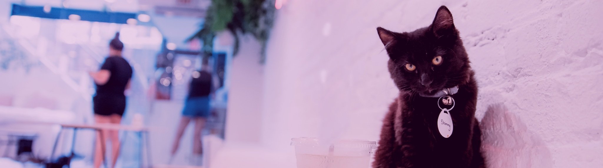 Kitten & Cat Café | Crumbs & Whiskers Kitten & Cat Café | Crumbs & Whiskers