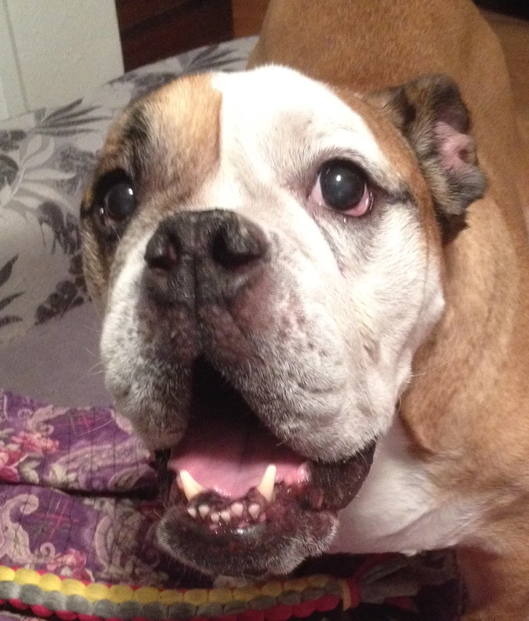 waggin tails pet services