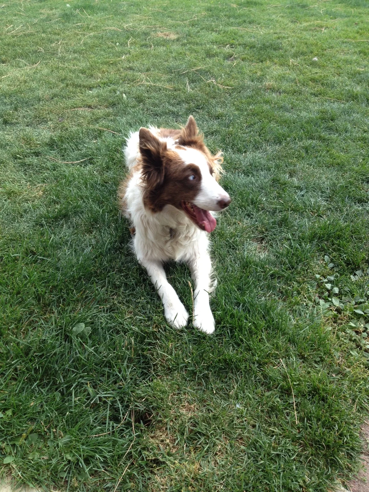 waggin tails pet services