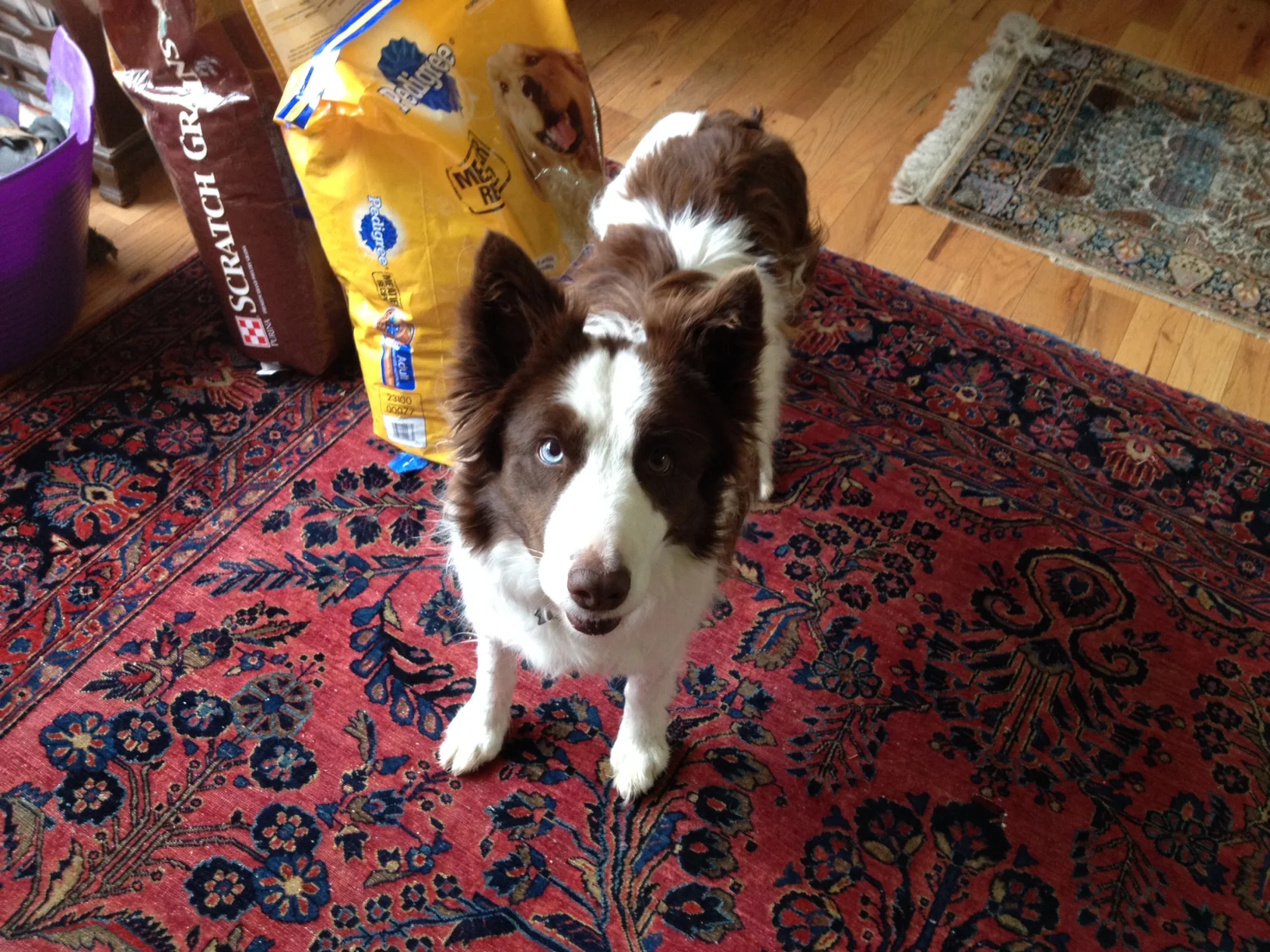 country waggin tails